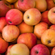 Pile of red apples